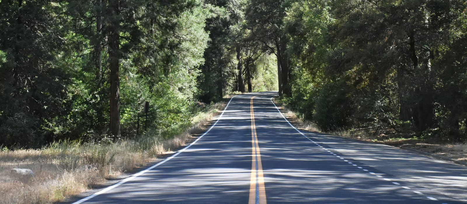 Road with trees